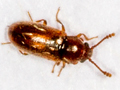Cryptophagus uncinatus